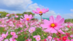 全家染疫奄奄一息兒媳回來竟闔家痊癒(圖)