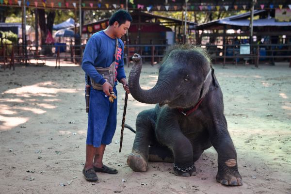 2019年11月17日，在泰國東北部蘇林省的Ban Ta Klang大象村中，名叫Poly 的小象在訓練表演技巧。