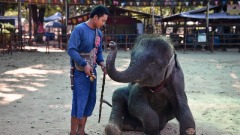 泰國大象觀光利潤高避難所掩飾動物血淚(圖)