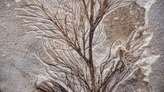 比恐龙更古老3.8亿年前森林化石被发现(图)