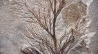 比恐龙更古老3.8亿年前森林化石被发现(图)
