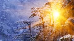 名人灵魂出窍和死而复生的奇迹(图)