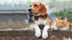 俗语“猫来盖白布”猫来家里究竟是吉是凶(组图)