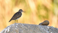 磯鷸之夕陽伴我歸(組圖)