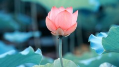古言：必有容德乃大(图)