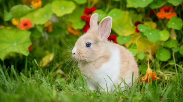 兔年出生的朋友，樂善好施，為人和藹，他們生來就是富貴命。