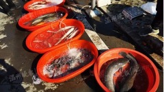 中國多地驚現「柴油魚」快死的魚又活蹦亂跳(圖)