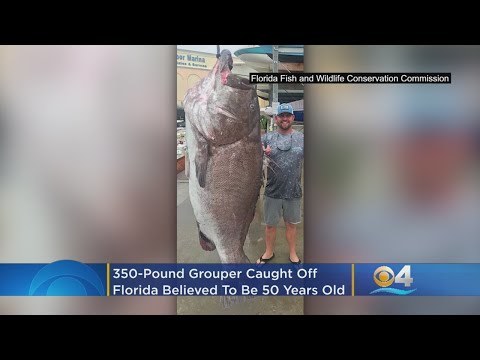 美国渔民钓到“鱼精”：重350磅比人还高