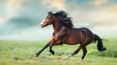 宝马走出名画来求医诊治铜钱最终化成泥(图)