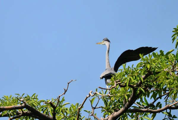 平常这苍鹭站立的地方有二，要嘛就在黑板树上，要不就在风雨操场的屋顶。