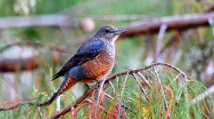 生性害羞的冬候鸟－蓝矶鸫(组图)