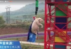 送猪迎鼠重庆一活猪被五花大绑从68米高空推下(视频)