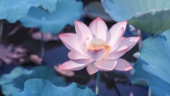 “清静”是一个人最好的修行(组图)