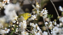 贪梅香饮梅露的绿绣眼(组图)