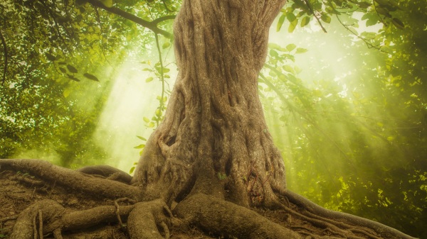 传说中的食人树真的存在吗？