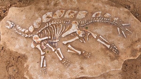 河南汝阳是恐龙活动频繁的区域，一农民无意中挖出了巨大的恐龙化石。