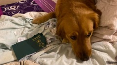 狗狗咬烂护照阻止主人去武汉网赞：护主神犬(图)