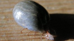 日本发现新病毒经蜱虫叮咬感染(图)