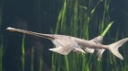 中國淡水魚之王長江白鱘滅絕16年未現蹤影(圖)