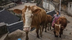 疫情連環爆新疆驚傳牛O型口蹄疫(圖)