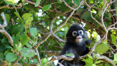 山民救猴一命灵猴报恩救一村人(图)