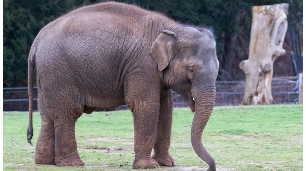 大象是世界上最聪明的动物之一，他们的智商相当于四五岁的孩子。