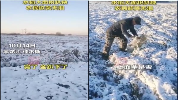 黑龍江突降大雪，水稻全壓趴（圖片來源：視頻截圖）