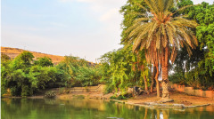 飞行员掉入鳄鱼湖中离奇空难奇迹生还(图)