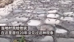 江苏数万螃蟹上岸天下战事将起(图)