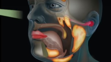 荷蘭最新研究指出，在人體鼻咽部的後方，藏著一對扁平細長腺體，其位置近乎頭部的正中心，極可能是人類的第4組主要唾液腺