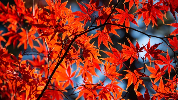 枫叶变红的程度与日照、气温、干旱等条件有关。