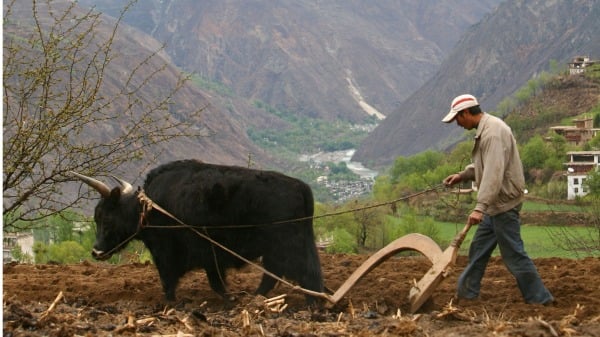 中国农民生活。 （图片來源：Getty Images）
