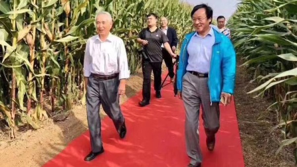 9月28日，中共專家組在河南鄉間腳踩紅地毯「考察玉米地」。（