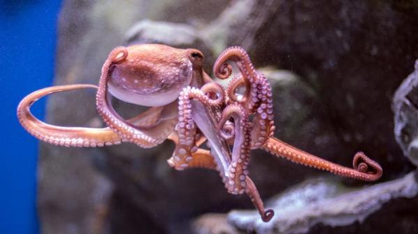 新基因测序能够显示出章鱼与地球上的其他动物都不同。