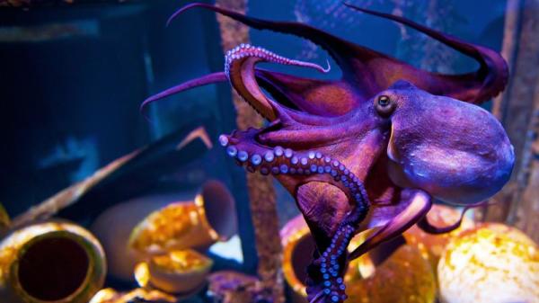 根据一份研究指出，章鱼的基因不属于地球生物！