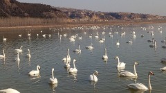 西藏爆發H5N8禽流感疫情268只野禽死亡(圖)