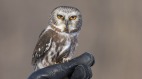 圣诞奇迹受困在洛克菲勒中心的猫头鹰(图)