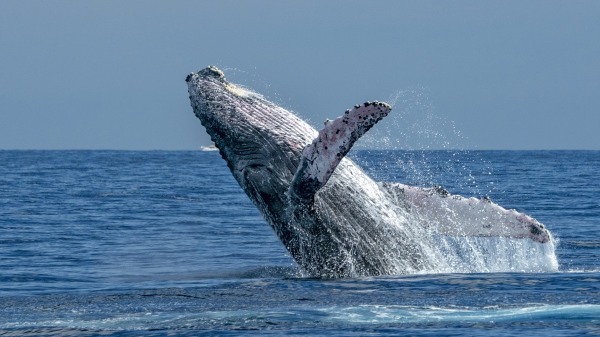 加州阿维拉海滩传出惊险的“鲸袭”事件。（示意图／图片来源：Adobe Stock）