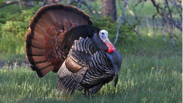 “火鸡”和“土耳其”在英文中都是叫同一个字“Turkey”。