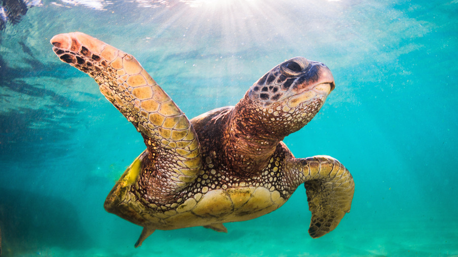 海龟被缠住受伤，重获自由以为它要游走，下一秒却“游向救命恩人道谢”超暖心