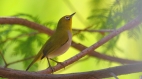 看似普通卻又沒那麼「普通」的鳥(組圖)