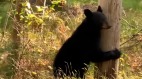 与黑熊偶遇“他”居然害羞起来(视频)