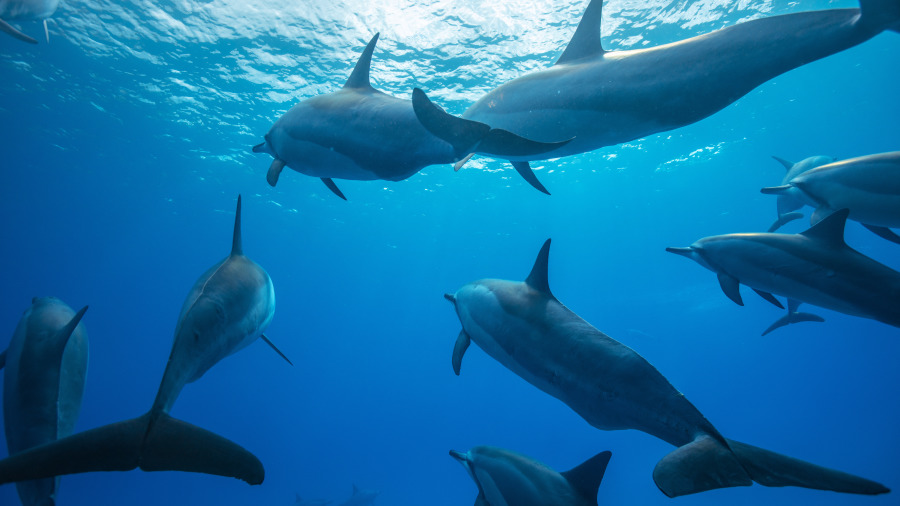 30隻海豚離奇擱淺「集體衝向岸上」，遊客一看不對勁！