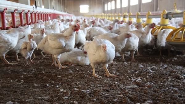 江蘇農民哀號，自己養的4萬只雞的糧食只剩下2天