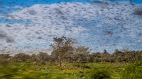 25年最大蝗灾横扫东非联合国警告6月恐增500倍(图)