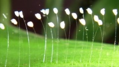 “三千年奇花”全球盛开蕴藏无限天机(视频)