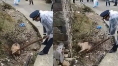 温州村庄怕被传染传全村杀狗(视频图)