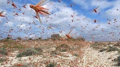 东非南亚肆虐的沙漠蝗大军逼近大陆边境。中共三部门相继发出蝗灾预警并制定预案，防范境内外的蝗虫。
