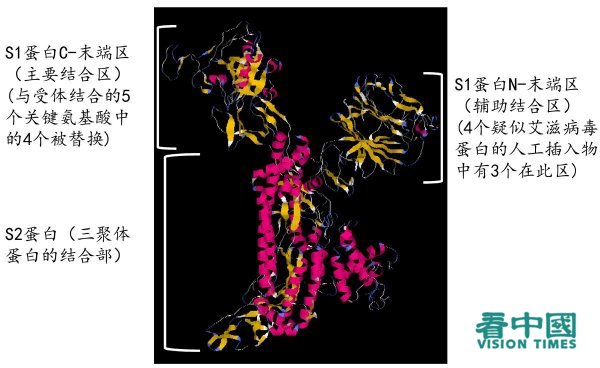 COVID-19病毒S蛋白三维结构图