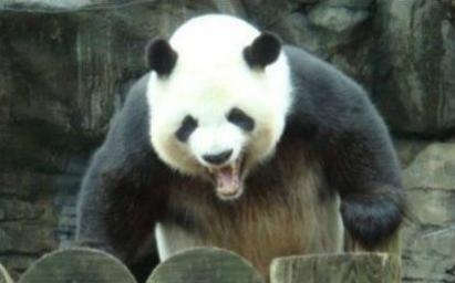 老虎為何不吃大熊貓？熊貓:你去查查我以前叫啥